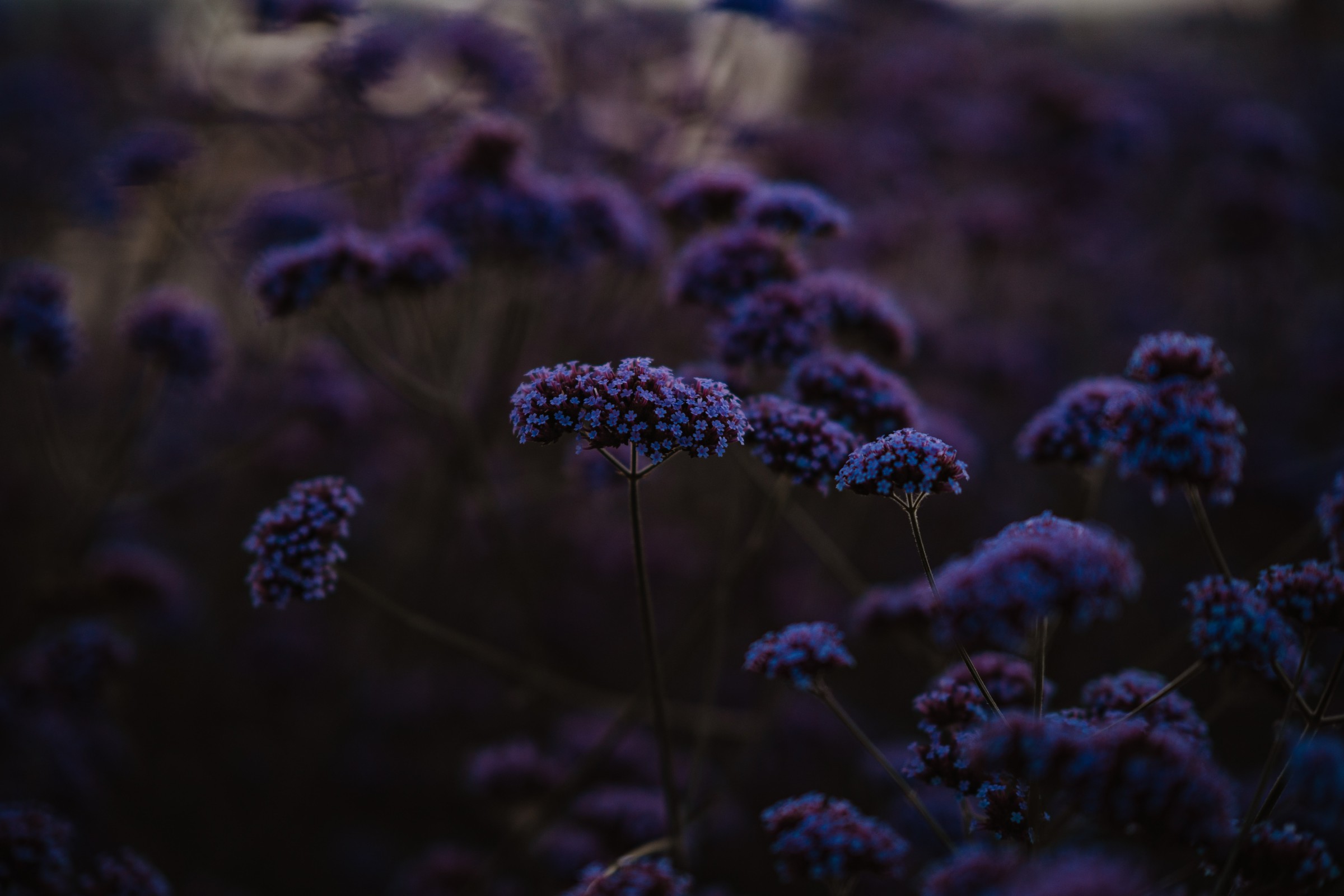 Purple flowers